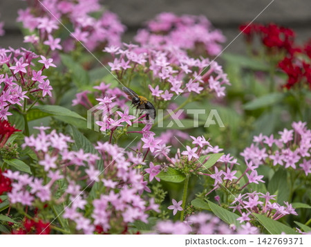 五星級花和飛舞的熊蜂 五星級花和飛舞的熊蜂 142769371