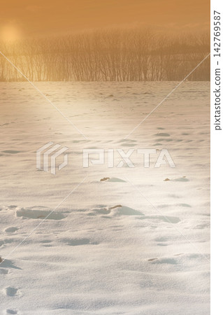Snow, field and sunrise with scenic, winter and landscape for Denmark nature background. Environment, sunshine and rural chill for christmas holiday, tranquil frost and peaceful ice oak with serenity Snow, field and sunrise with scenic, winter and landscape for Denmark nature background. Environment, sunshine and rural chill for christmas holiday, tranquil frost and peaceful ice oak with serenity 142769587
