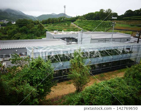 Mandarin orange field Mandarin orange field 142769650