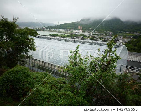 Mandarin orange field Mandarin orange field 142769653