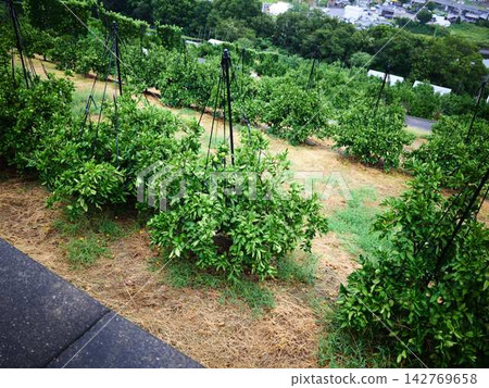 Mandarin orange field Mandarin orange field 142769658