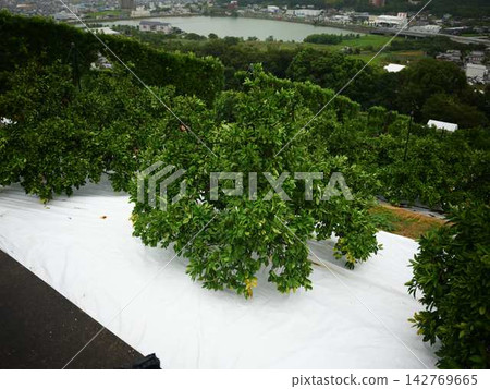 Mandarin orange field Mandarin orange field 142769665