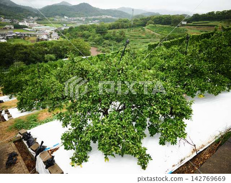 Mandarin orange field Mandarin orange field 142769669