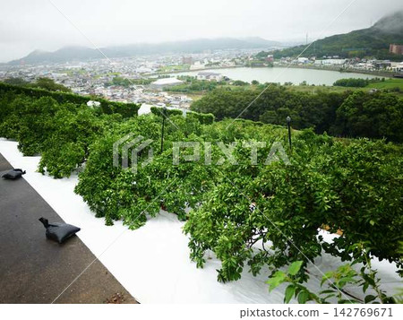 Mandarin orange field Mandarin orange field 142769671