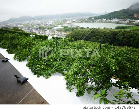 Mandarin orange field Mandarin orange field 142769672