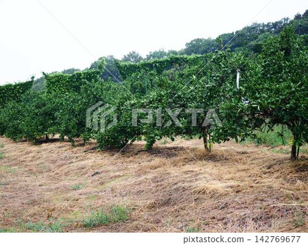 Mandarin orange field Mandarin orange field 142769677