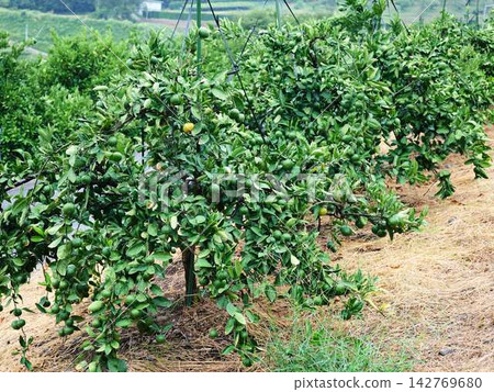 Mandarin orange field Mandarin orange field 142769680