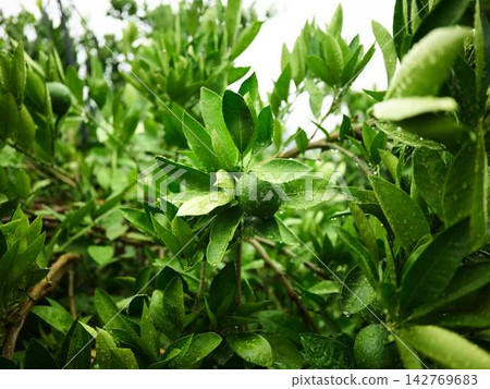 Mandarin orange field Mandarin orange field 142769683