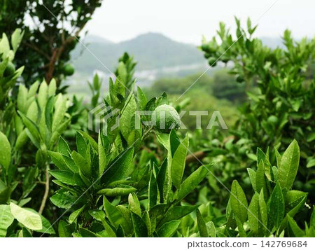 Mandarin orange field Mandarin orange field 142769684