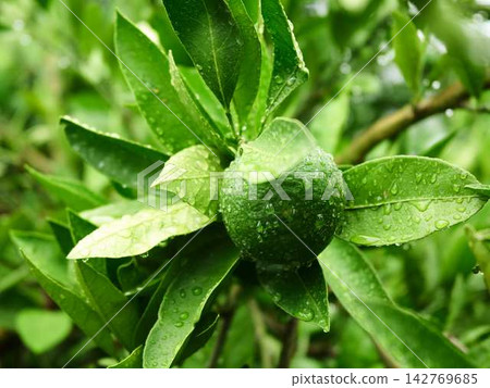 Mandarin orange field Mandarin orange field 142769685