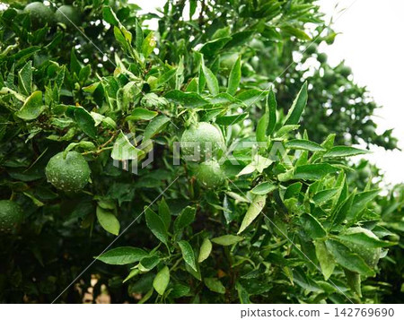 Mandarin orange field Mandarin orange field 142769690
