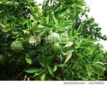 Mandarin orange field Mandarin orange field 142769692