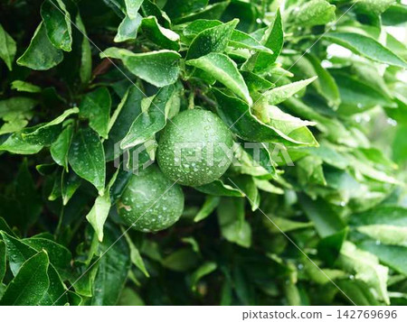 Mandarin orange field Mandarin orange field 142769696