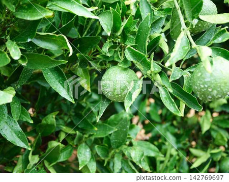 Mandarin orange field 142769697