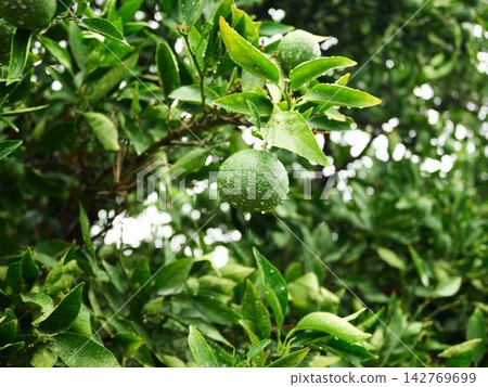 Mandarin orange field Mandarin orange field 142769699