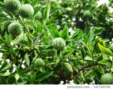 Mandarin orange field Mandarin orange field 142769700