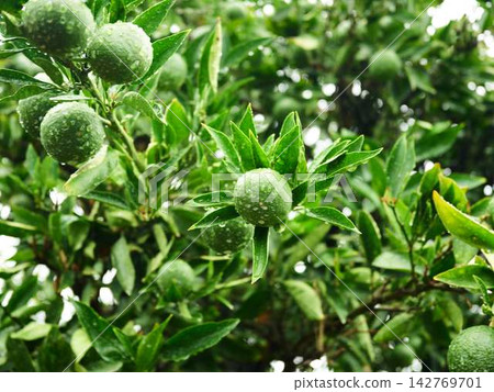 Mandarin orange field Mandarin orange field 142769701