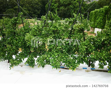 Mandarin orange field Mandarin orange field 142769708