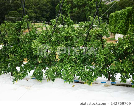 Mandarin orange field Mandarin orange field 142769709