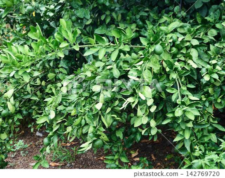 Mandarin orange field Mandarin orange field 142769720