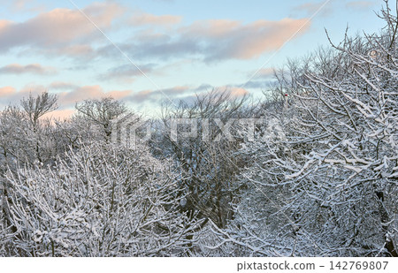 Sky, sunset and snow on trees for winter season, Christmas holiday calendar and nature wallpaper for pc. Oak tree, dusk and frozen environment in forest with ice for peace and vacation in Switzerland Sky, sunset and snow on trees for winter season, Christmas holiday calendar and nature wallpaper for pc. Oak tree, dusk and frozen environment in forest with ice for peace and vacation in Switzerland 142769807