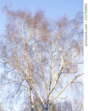 Silver Birch, sky and sunshine in nature with landscape for clean energy, environmental or climate change. Eco friendly, countryside and natural with tree in winter, ecology and sustainability Silver Birch, sky and sunshine in nature with landscape for clean energy, environmental or climate change. Eco friendly, countryside and natural with tree in winter, ecology and sustainability 142769868