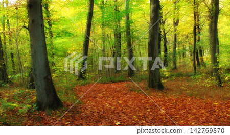 Environment, forest and nature with trees in autumn for conservation or sustainability of ecosystem. Jungle, landscape and fall with rainforest or woods for adventure, exploration and hiking Environment, forest and nature with trees in autumn for conservation or sustainability of ecosystem. Jungle, landscape and fall with rainforest or woods for adventure, exploration and hiking 142769870
