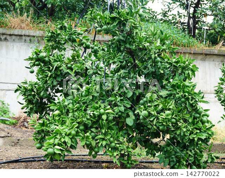 Mandarin orange field Mandarin orange field 142770022