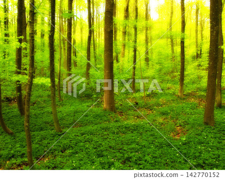Landscape, forest and green with trees in summer for conservation or sustainability of ecosystem. Environment. jungle and nature with rainforest or woods for adventure, exploration and hiking Landscape, forest and green with trees in summer for conservation or sustainability of ecosystem. Environment. jungle and nature with rainforest or woods for adventure, exploration and hiking 142770152