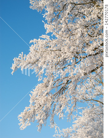 Wallpaper, tree and sky with snow at forest in winter, cold weather and Christmas season in Germany. Countryside, freezing and nature with climate change in woods with ice for travel and holiday Wallpaper, tree and sky with snow at forest in winter, cold weather and Christmas season in Germany. Countryside, freezing and nature with climate change in woods with ice for travel and holiday 142770178
