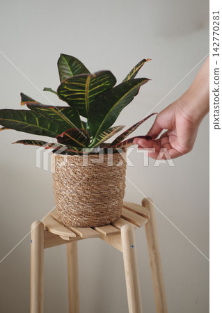 Person tending to a potted plant on a wooden stool indoors Person tending to a potted plant on a wooden stool indoors 142770281