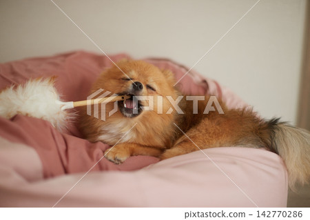 A cute Pomeranian puppy playing happily on the sofa in the living room of a house. 142770286