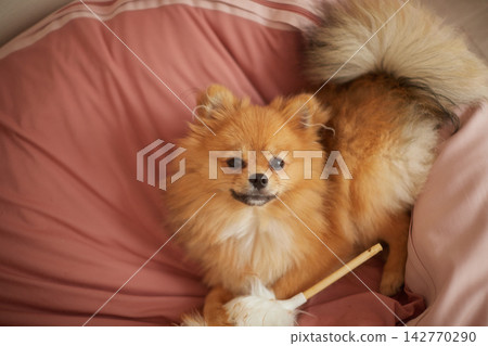 一隻可愛的博美幼犬在客廳的沙發上快樂地玩耍。 一隻可愛的博美幼犬在客廳的沙發上快樂地玩耍。 142770290