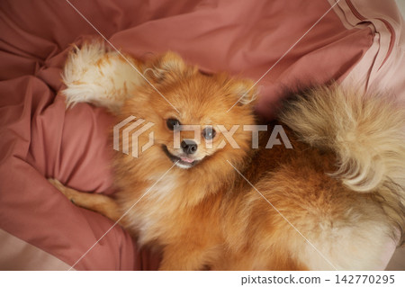 A cute Pomeranian puppy playing happily on the sofa in the living room of a house. A cute Pomeranian puppy playing happily on the sofa in the living room of a house. 142770295