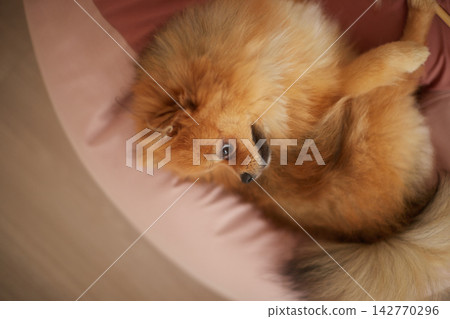 A cute Pomeranian puppy playing happily on the sofa in the living room of a house. 142770296