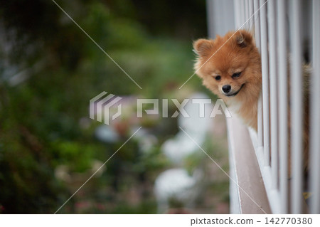 盛夏時節,一隻可愛的博美幼犬在二樓陽台上快樂地玩耍。 盛夏時節,一隻可愛的博美幼犬在二樓陽台上快樂地玩耍。 142770380