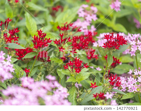 A flowerbed with blooming Pentas flowers and a yellow-breasted bumblebee 142770921
