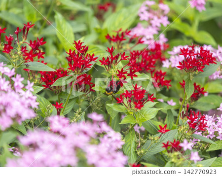 A flowerbed with blooming Pentas flowers and a yellow-breasted bumblebee A flowerbed with blooming Pentas flowers and a yellow-breasted bumblebee 142770923
