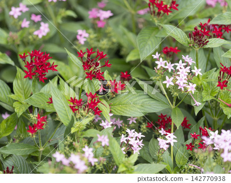 A flowerbed with blooming Pentas flowers and a yellow-breasted bumblebee A flowerbed with blooming Pentas flowers and a yellow-breasted bumblebee 142770938