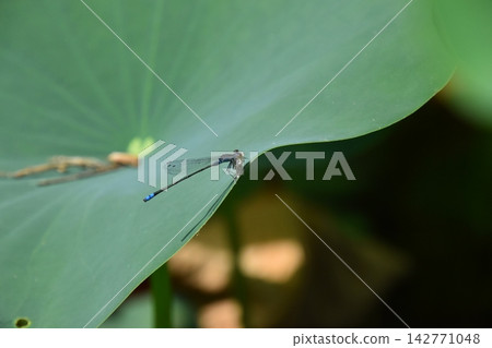 Katano Botanical Garden 142771048