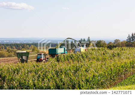 Farm work harvesting dent corn using a tractor (Autumn in Hokkaido) Farm work harvesting dent corn using a tractor (Autumn in Hokkaido) 142771071