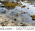 Seaweed Clusters in Shallow Water 142771220