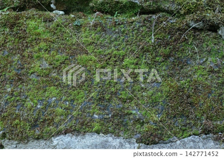 Mossy Ancient Stone Wall Texture Macro Background Mossy Ancient Stone Wall Texture Macro Background 142771452