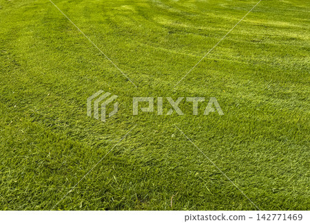 A well-groomed green lawn with characteristic mower stripes A well-groomed green lawn with characteristic mower stripes 142771469
