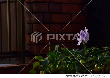 屋簷下盛開著水葫蘆花 屋簷下盛開著水葫蘆花 142771520
