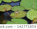Katano Botanical Garden 142771859