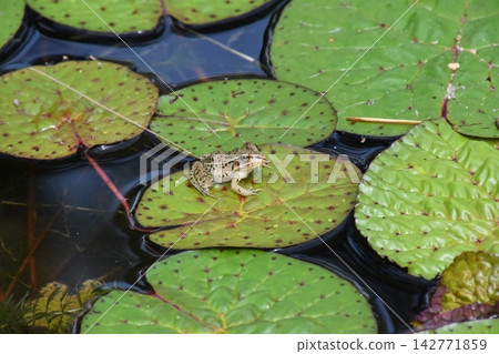 Katano Botanical Garden 142771859