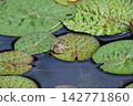 Katano Botanical Garden 142771860