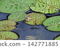 Katano Botanical Garden 142771885