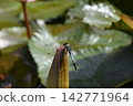 Katano Botanical Garden 142771964